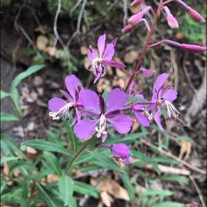 Meet your Posher, Gabi